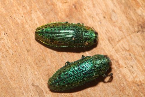 Lamprodila sp.